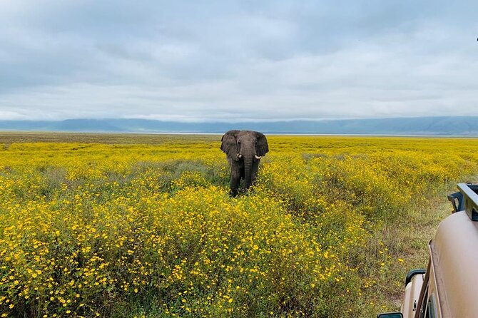 03 days Serengeti and Ngorongoro Crater group (camping) - Day 1: The long road into Serengeti