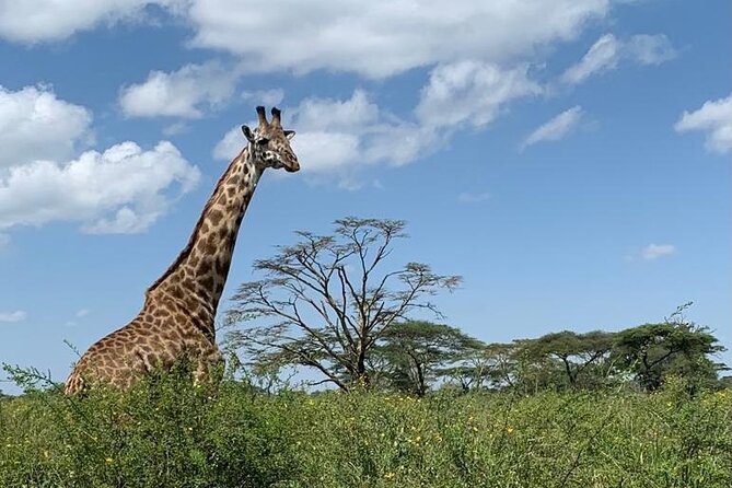 04 Days Tarangire, Serengeti and Ngorongoro crater group (Camping - Day one: Tarangire after breakfast