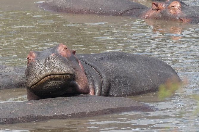 #1 Best Tanzania Safari Tarangire Day tour Adventure - Morning game drive: your best chance for a fresh start