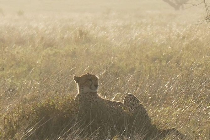 #1 Best Tanzania Safari Tarangire Day tour Adventure - Picnic lunch inside Tarangire