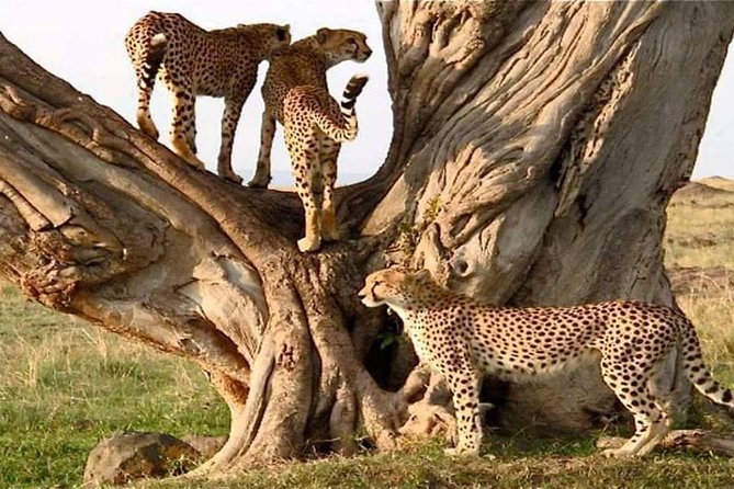 #1 Best Tanzania Safari Tarangire Day tour Adventure - Afternoon game drive along the river and swamps