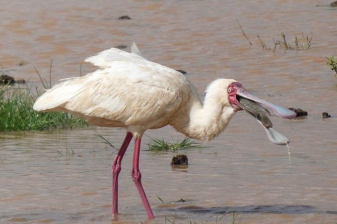 #1 Best Tanzania Safari Tarangire Day tour Adventure - What the $200 price really covers