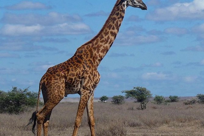 #1 Best Tanzania Safari Tarangire Day tour Adventure - The small-group format and guide quality