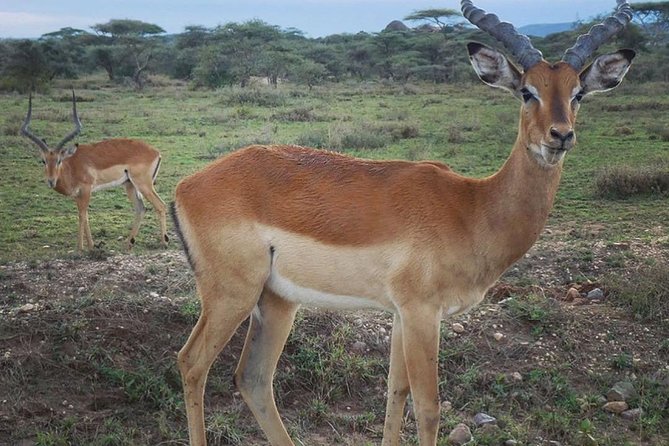 #1 Best Tanzania Safari Tarangire Day tour Adventure - Entering the park and following the Tarangire River
