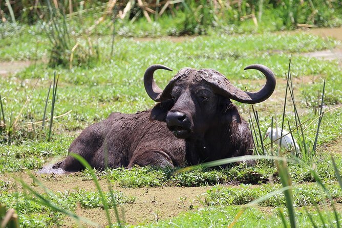 1 Day: Arusha National Park - Starting at 8:00 am from Arusha