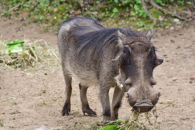 1 Day: Arusha National Park - Mount Meru and the Meru Crater route
