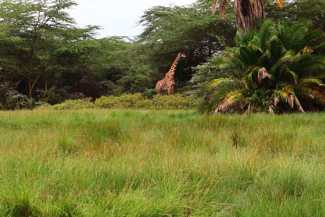 1 Day Arusha national park (Game drive and walking safari). - What you may see from the vehicle