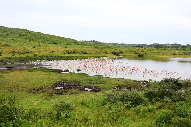 1 Day Arusha national park (Game drive and walking safari). - The drawbacks you should weigh