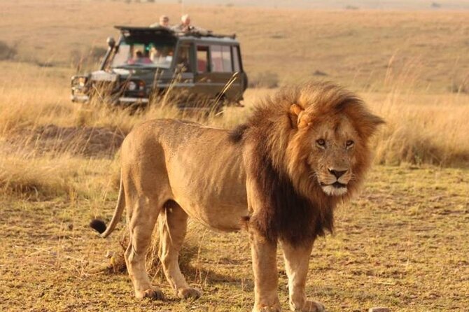 1-Day Fly in Shared Safari to Mikumi National Park from Zanzibar - Key points to know before booking