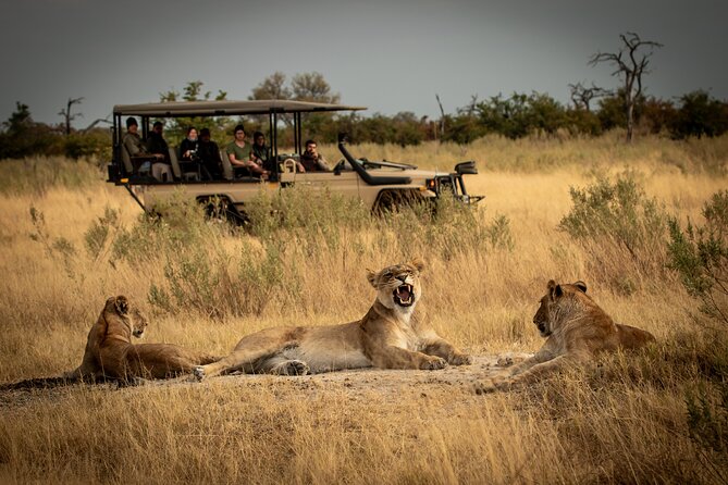 1-Day Fly in Shared Safari to Mikumi National Park from Zanzibar - Picnic lunch under the Tanzanian sky