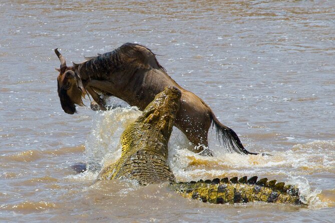 1-Day Fly in Shared Safari to Mikumi National Park from Zanzibar - What the $590 price really covers