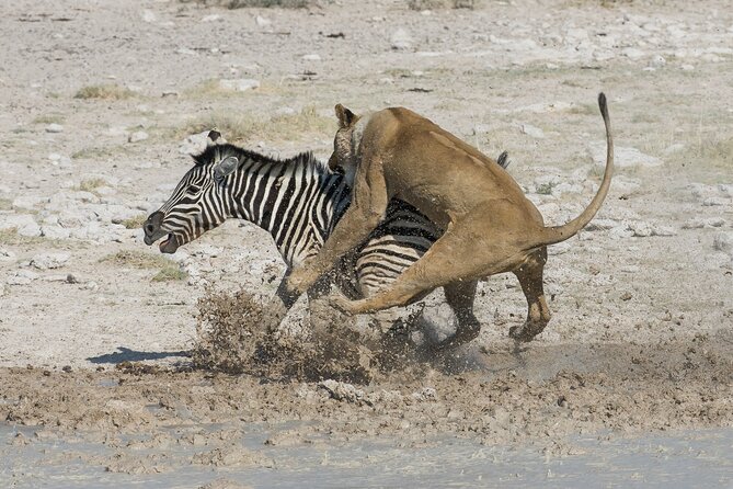 1-Day Fly in Shared Safari to Mikumi National Park from Zanzibar - How the guides affect your day