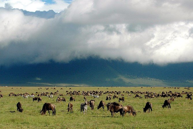 1 Day Joined Group Safari in Ngorongoro Crater National Park - The 3:00 pm exit and return to Arusha