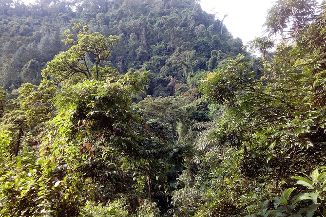 1 Day Kilimanjaro forest (mambori waterfalls). - Lunch, snacks, and the rhythm of an eight-hour outing