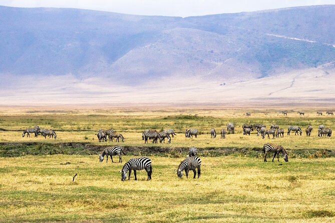 1 Day Ngorongoro Crater Group Jioning Safari - Birds, soda water, and the Ngoitokok lunch stop
