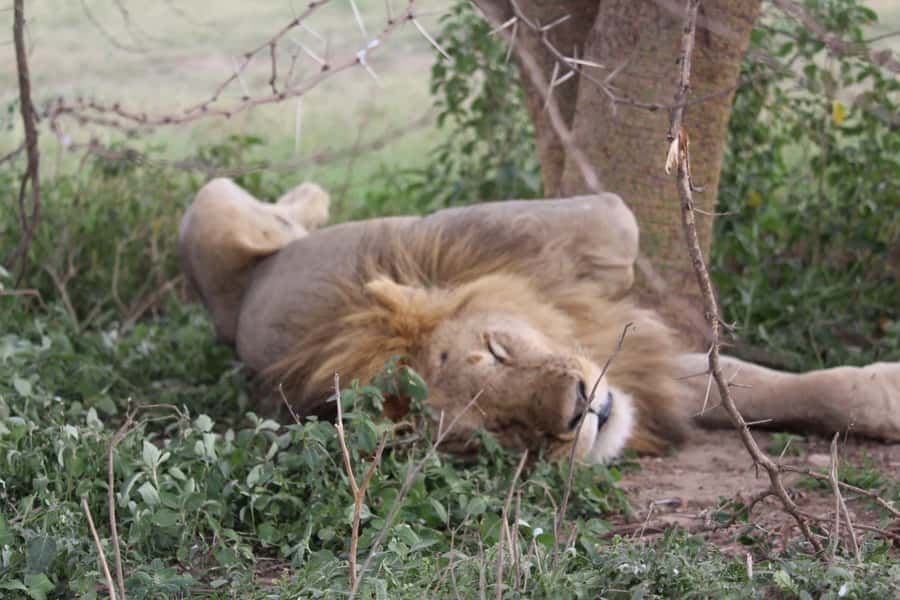 1 Day Ngorongoro Crater Group joining safari - Key points to know before booking