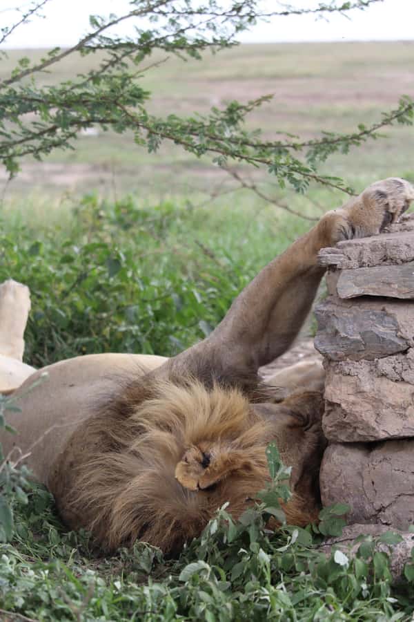 1 Day Ngorongoro Crater Group joining safari - Why Ngorongoro Crater works as a one-day safari