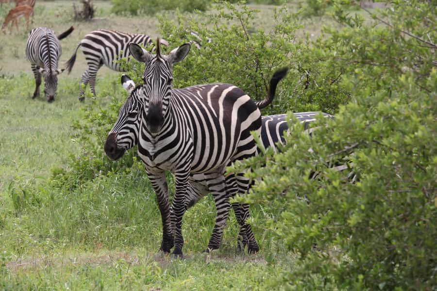 1 Day Ngorongoro Crater Group joining safari - The crater rim viewpoint comes first