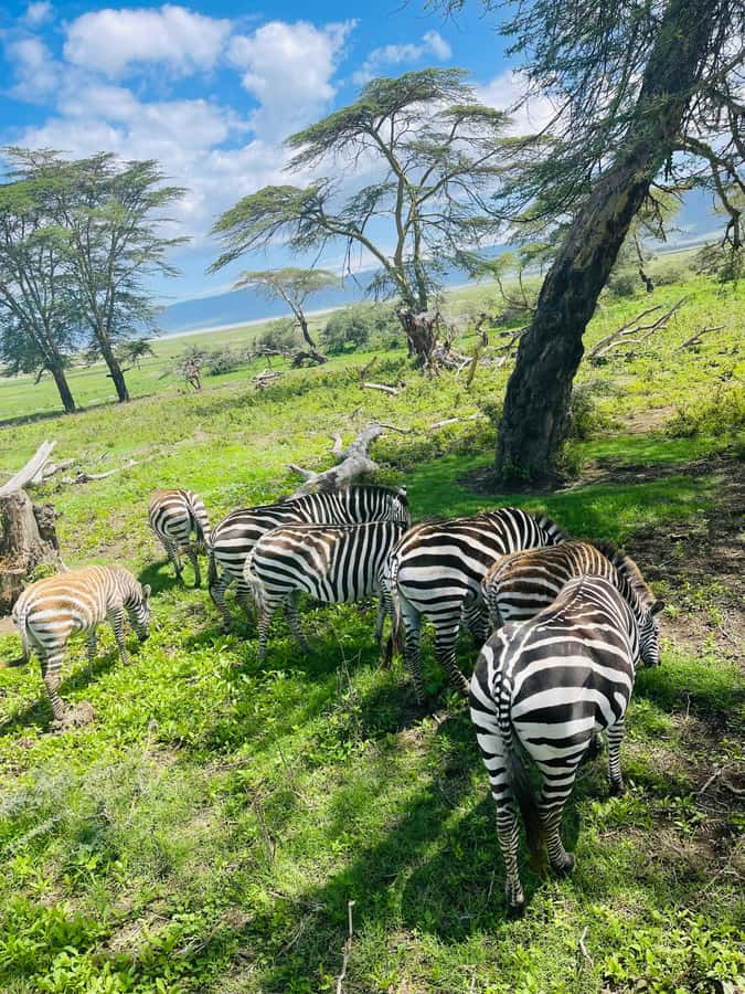 1 Day Ngorongoro Crater Group joining safari - Six hours on the crater floor