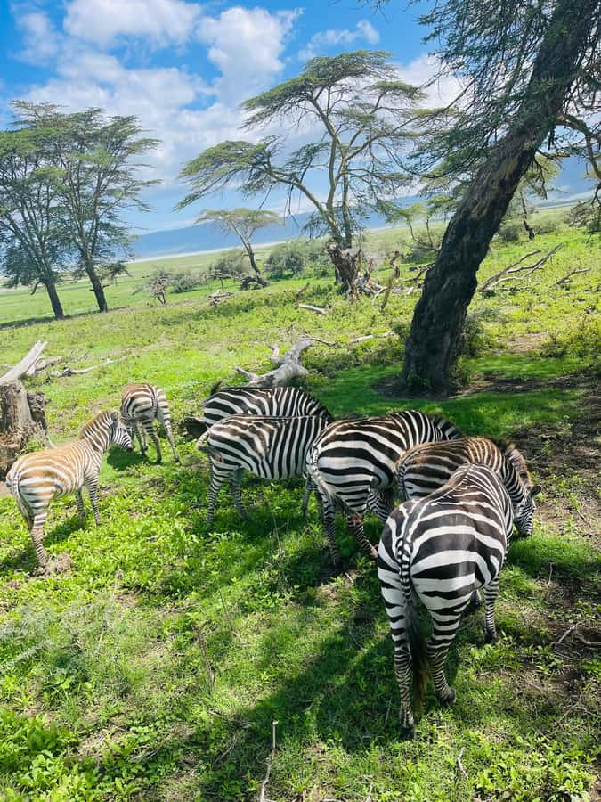 1 Day Ngorongoro Crater Group joining safari - Lunch at Ngoitokok Swamp