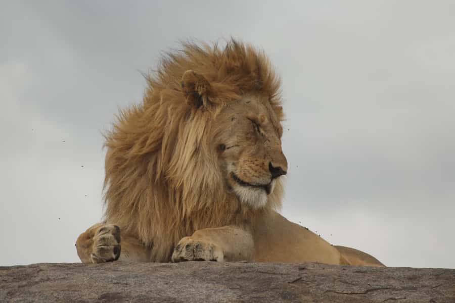 1 Day Ngorongoro Crater Group joining safari - Afternoon sightings and the climb out