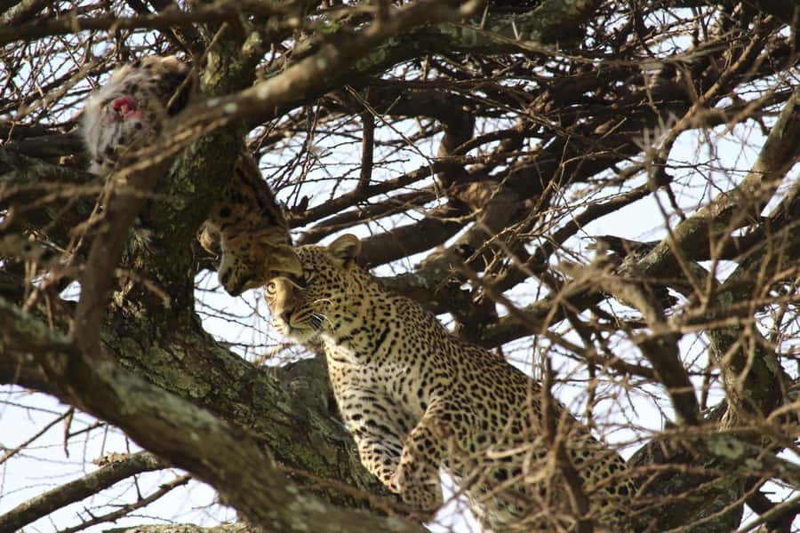 1 Day Ngorongoro Crater Group joining safari - Vehicle and group expectations