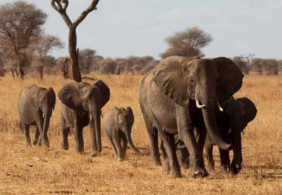 1-Day Ngorongoro Crater Special Big 5- Joining Group Safari - The crater rim gives you the right introduction