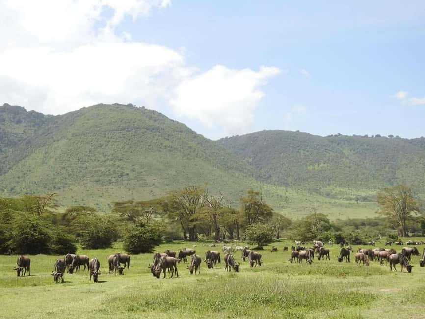 1-Day Ngorongoro Crater Special Big 5- Joining Group Safari - The early start from Arusha or Moshi