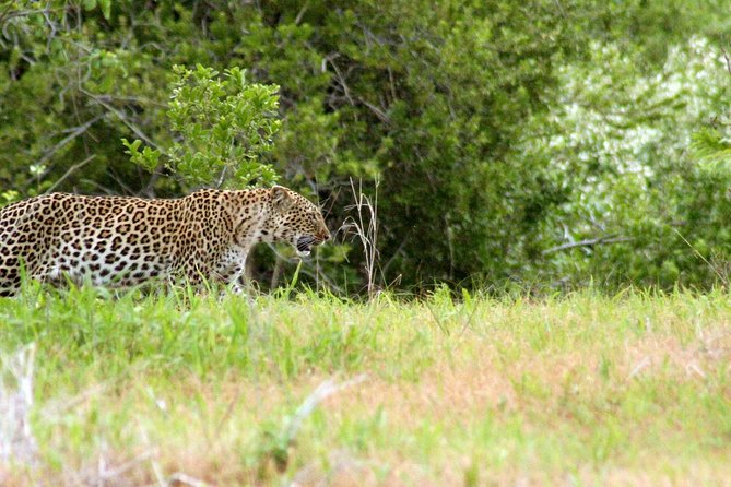 1-Day Ruaha National Park - Why Ruaha makes a strong one-day safari choice