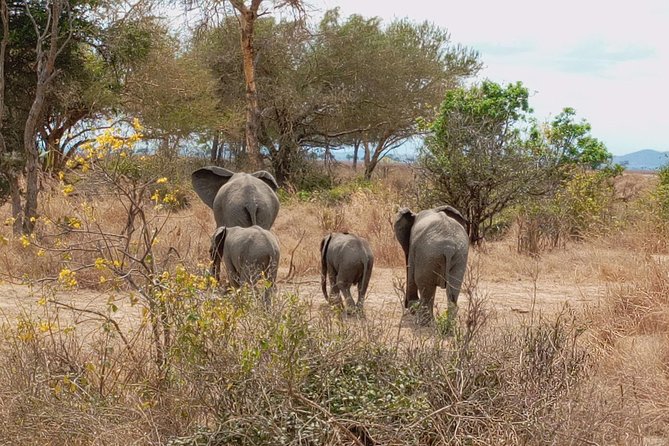 1 Day Safari to Mikumi National Park - Lunch, then more wildlife until 3:00 pm