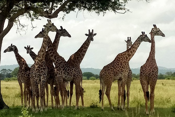 1 Day Safari to Mikumi National Park - Who should book this Mikumi day trip