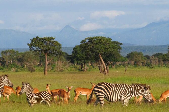1 Day Safari to Mikumi National park from Zanzibar by flight - Why this Zanzibar to Mikumi plan appeals