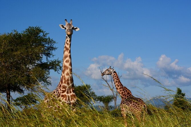 1 Day Safari to Mikumi National park from Zanzibar by flight - Entering Mikumi National Park in an open-roof 4x4