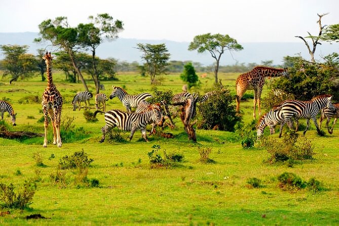 1 Day Safari to Mikumi National park from Zanzibar by flight - Wildlife to look for during the game drive