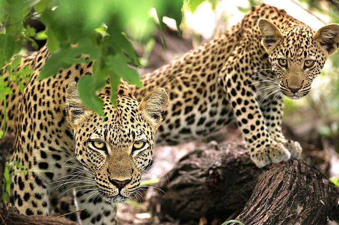 1 Day Safari to Mikumi National park from Zanzibar by flight - The guide and the small-group experience