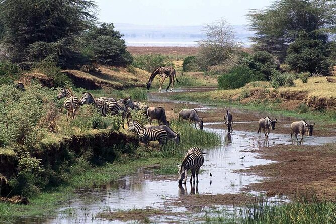 1 Day Safari to Mikumi National park from Zanzibar by flight - Who should book this one-day safari