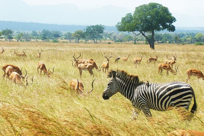 1 Day Safari to Mikumi National park from Zanzibar by flight - The flight to Mikumi and the day’s tight rhythm