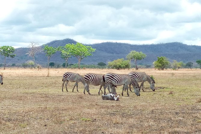 1 Day Safari to Mikumi National Park - Breakfast breaks and the long road south