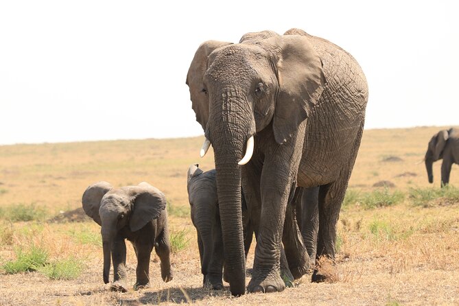 1-Day Safari-Trip to Tarangire National Park - The main drawback: a lot of road for one park