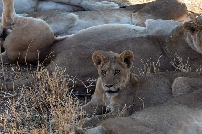 1. Day safaris to Mikumi by Train from dar es salaam - What the $370 price really covers