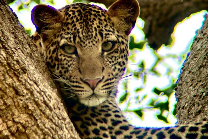 1. Day safaris to Mikumi by Train from dar es salaam - Practical details that affect your decision