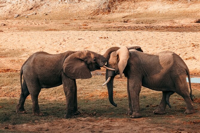 1-Day Selous (Nyerere National Park) Fly-In Safari from Zanzibar - Why Nyerere Works as a Zanzibar Day Trip