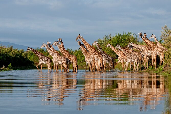 1-Day Selous (Nyerere National Park) Fly-In Safari from Zanzibar - The Sunrise Flight from Zanzibar