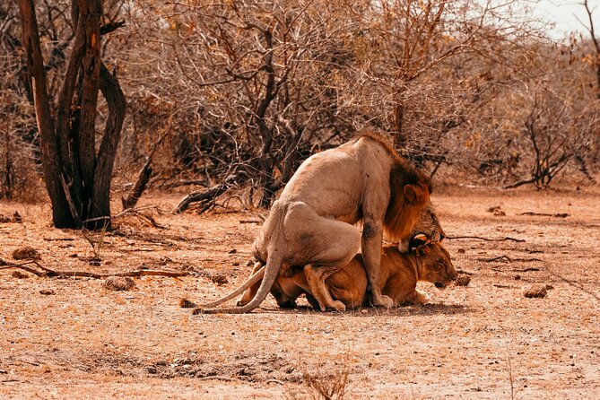 1-Day Selous (Nyerere National Park) Fly-In Safari from Zanzibar - What You Might See Along the Rufiji River