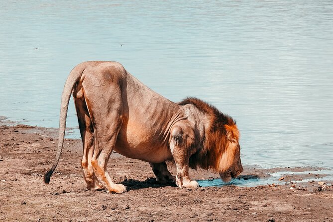 1-Day Selous (Nyerere National Park) Fly-In Safari from Zanzibar - The Bush Picnic and Included Food