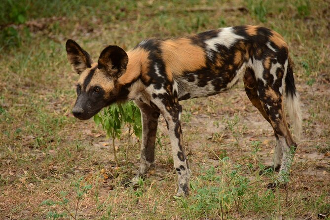 1-Day Selous (Nyerere National Park) Fly-In Safari from Zanzibar - Practical Details Before You Book