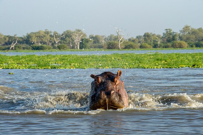 1-Day Selous (Nyerere National Park) Fly-In Safari from Zanzibar - Should You Book the Nyerere Fly-In Safari?