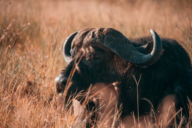 1-Day Selous (Nyerere National Park) Fly-In Safari from Zanzibar - A Full Day on Safari in Nyerere