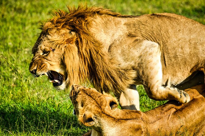 1 Day Tanzania Sharing Budget Group joining Tour to Ngorongoro - Why Ngorongoro Crater works so well for a one-day safari