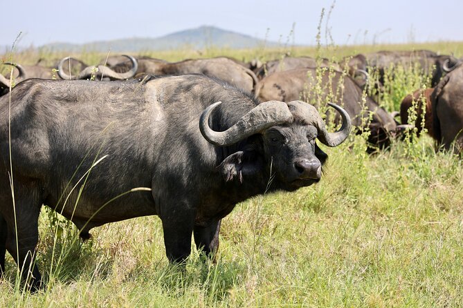 1 Day Tanzania Sharing Budget Group joining Tour to Ngorongoro - Descending into the crater